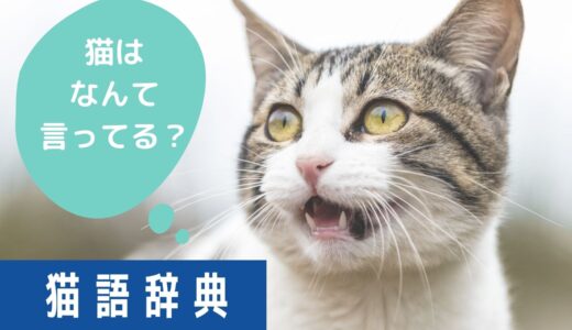 【猫語辞典】猫はなんて言ってるの？鳴き声から分かる気持ちまとめ